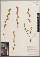 Foto von Salix discolor Muhl.